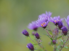 終わりの始まりの花