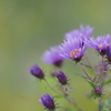 終わりの始まりの花