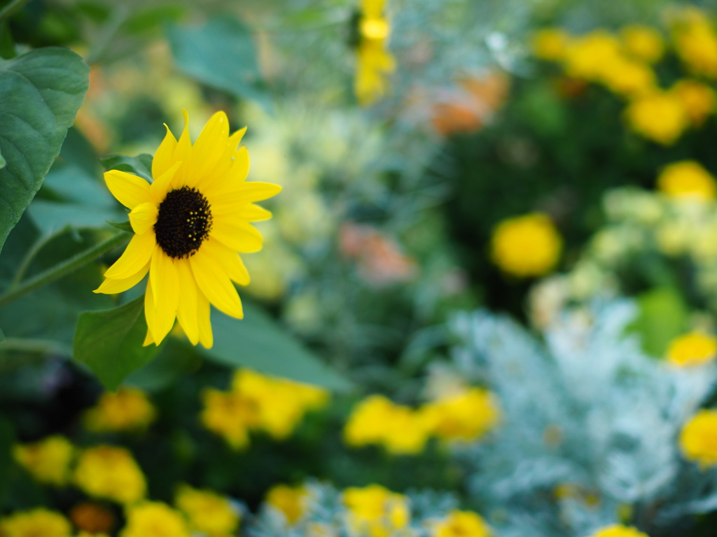 サイケの花園