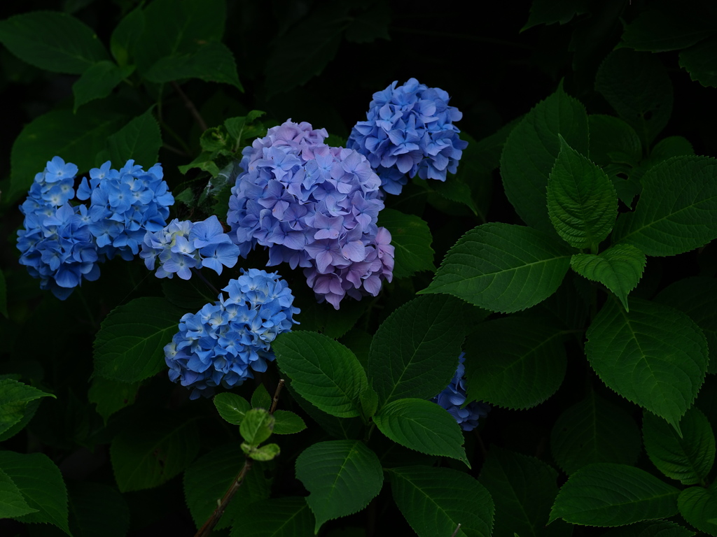 涼しい紫陽花