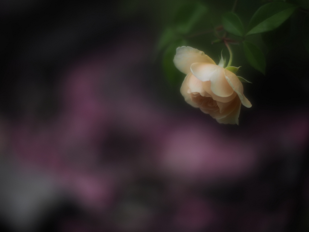 忘却の薔薇