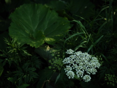 花咲く防風林