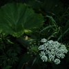 花咲く防風林