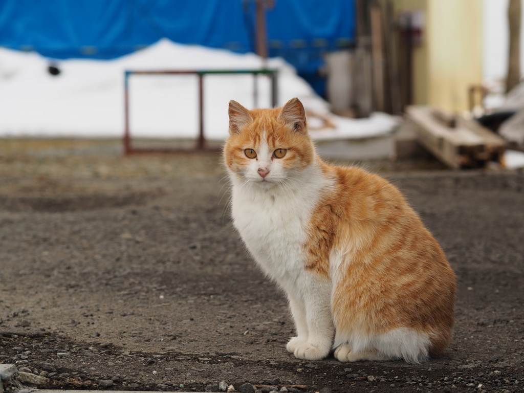 微笑む美猫さん