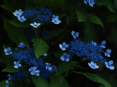 蒼い蛍