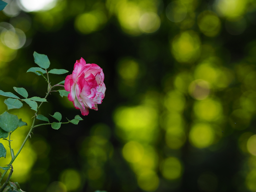 夏休みの終わりに薔薇を