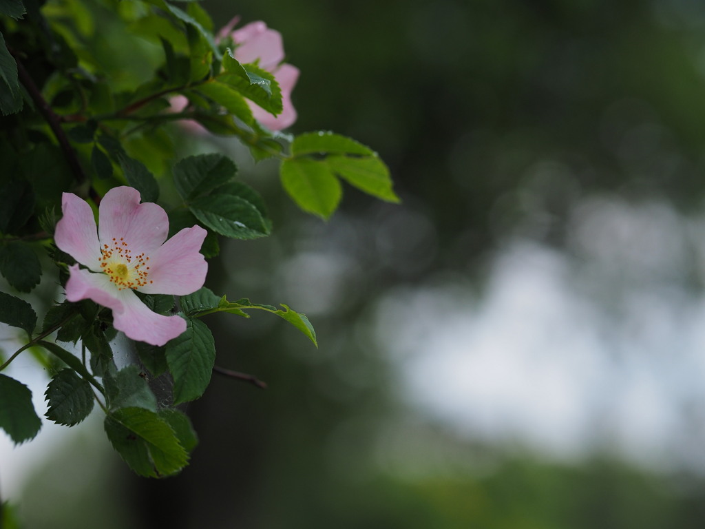 古い薔薇