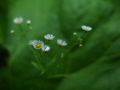 蕗の葉に生ける