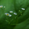 蕗の葉に生ける