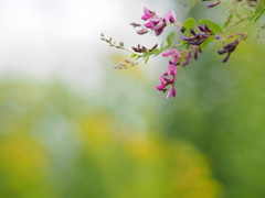 月待つ花