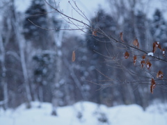 雪の森