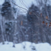 雪の森