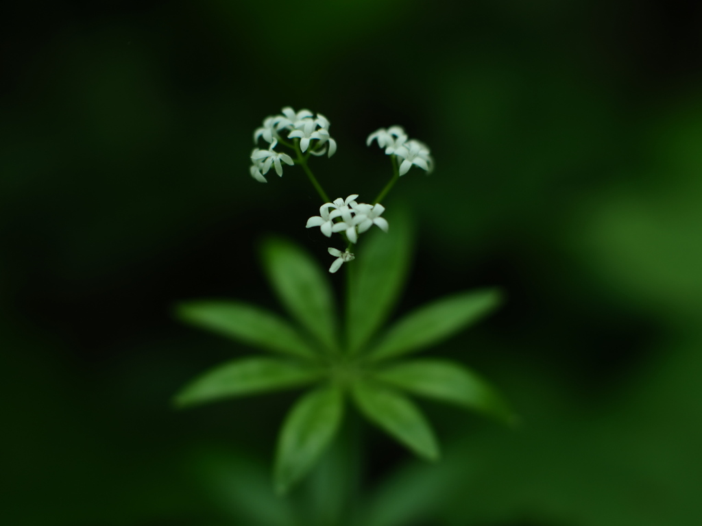 車軸の花