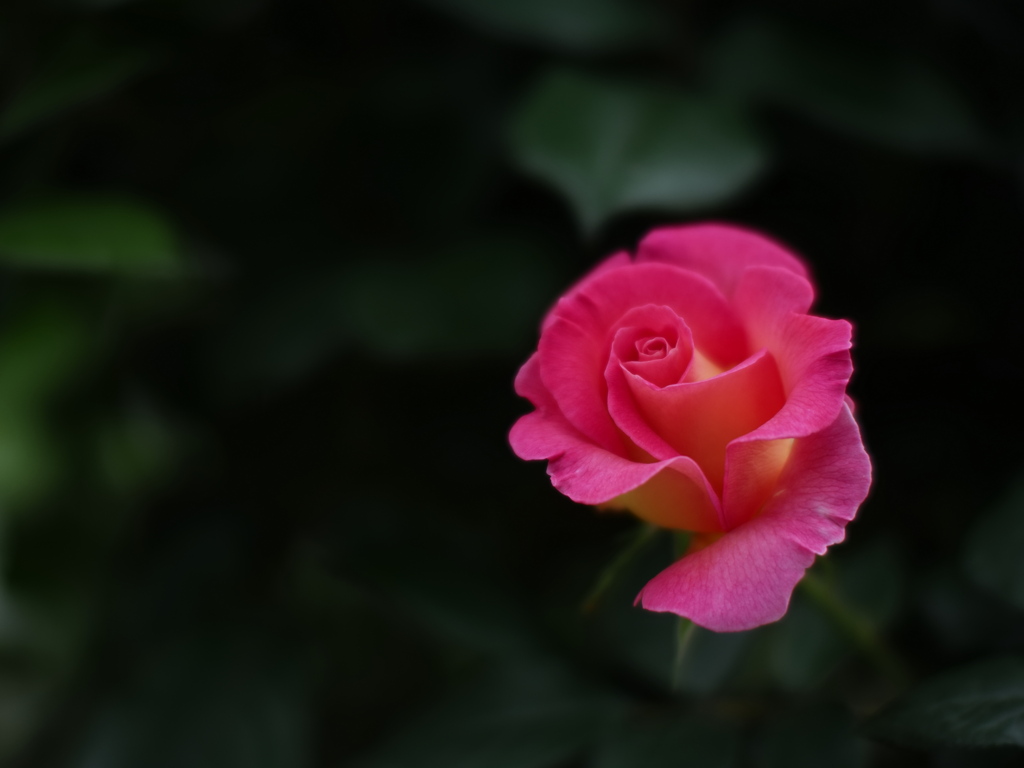 北の薔薇