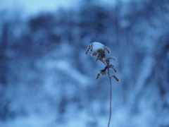 雪森に一輪