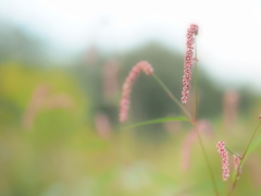 雑草の刻