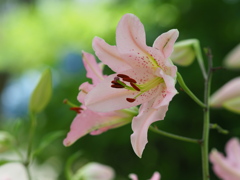 薔薇園の百合