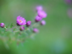 終わりの始まりの花
