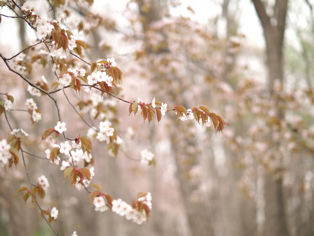 櫻の森