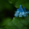 褪せた蒼