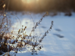 雪の光