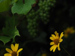 花と実り