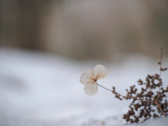 落花の春