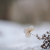 落花の春