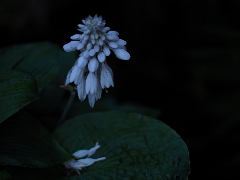 陰の花