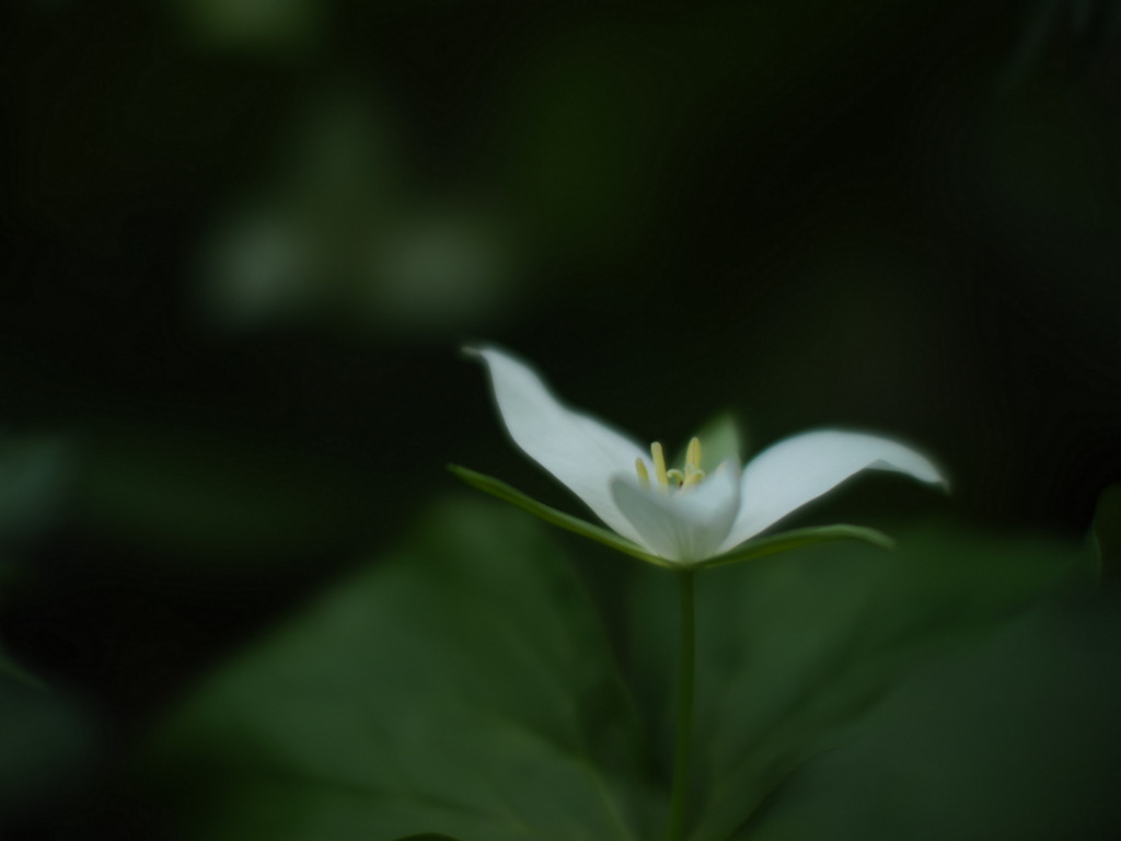 白い焔