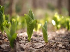 ニョキニョキの森