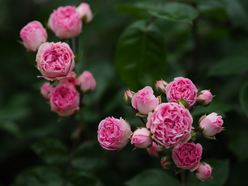 浮遊する薔薇