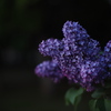 宵の紫丁香花