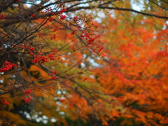 厚別の紅