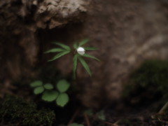 とてもちいさな花