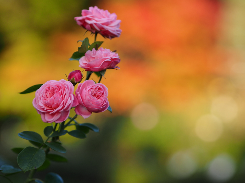 薔薇・紅葉