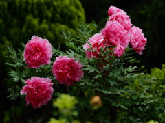 薔薇園の牡丹