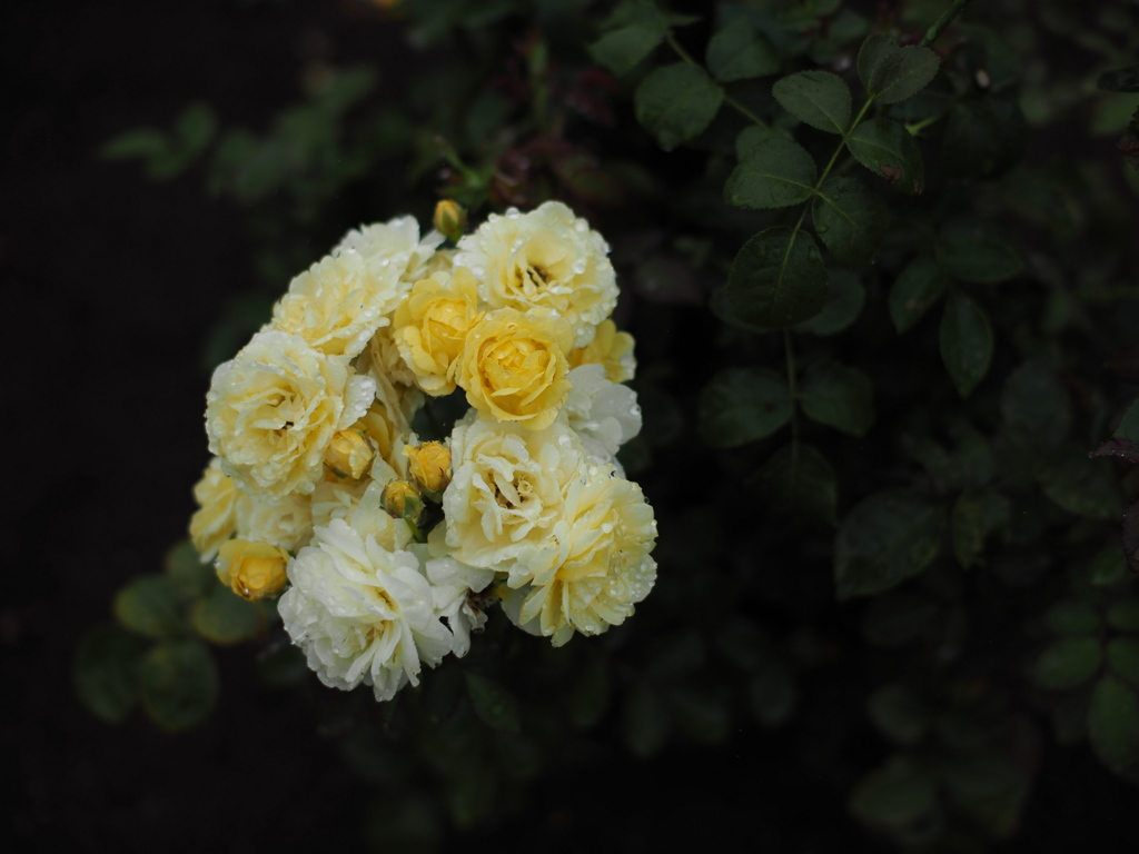 雨の花束