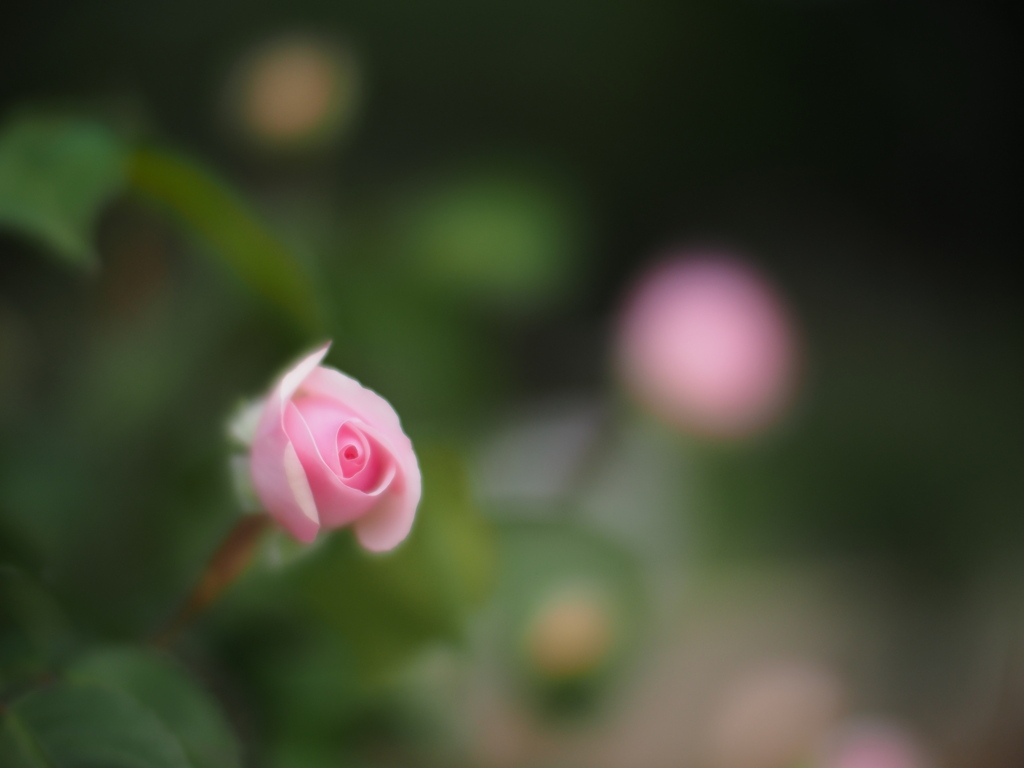 薔薇が咲いた。