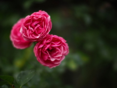 新鮮な薔薇