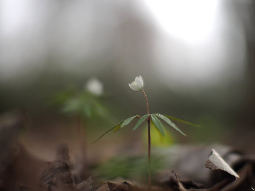 森のちいさな花