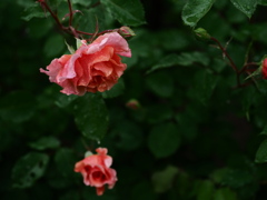 黙考の薔薇