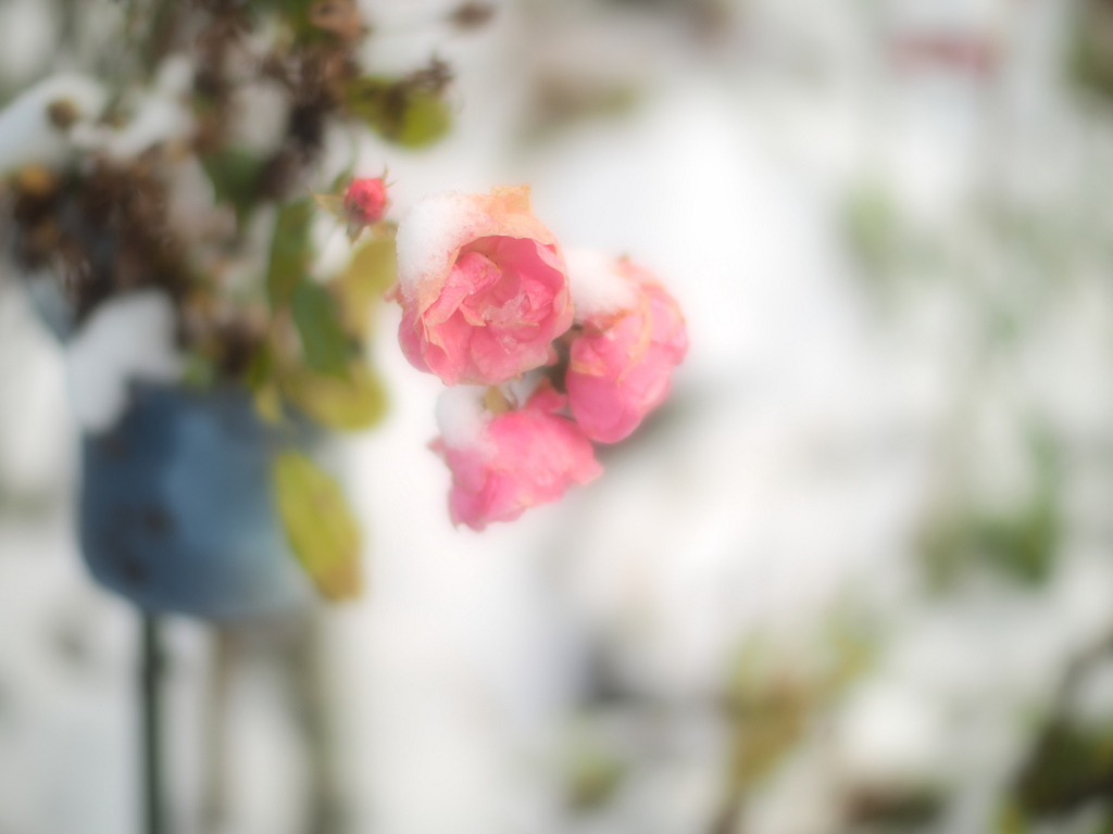 雪薔薇
