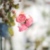 雪薔薇
