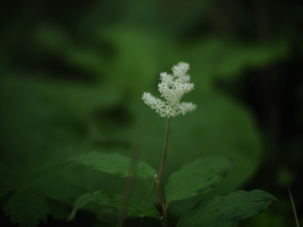 初夏の六花