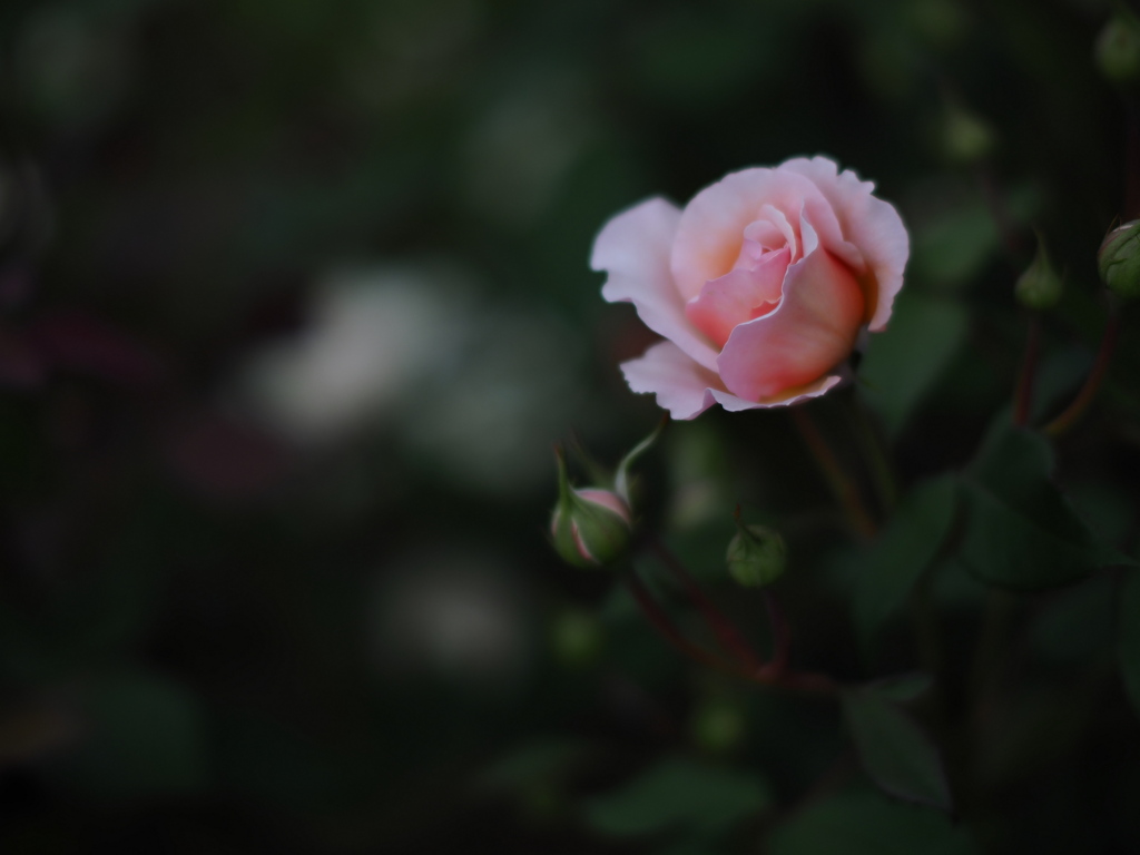 北の薔薇