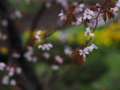 雨桜