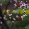 雨桜