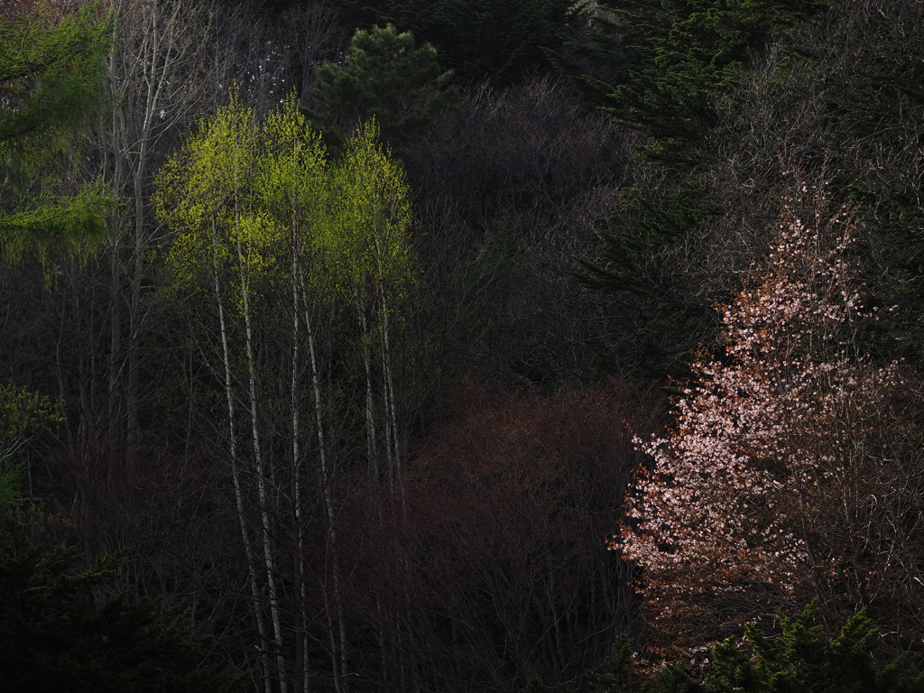 桜・新緑