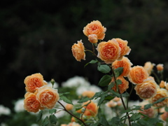 華
